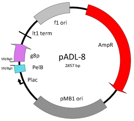 pADL-8 map